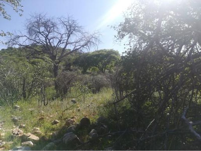 GAME, AGRICULTURAL FARM FOR SALE IN OUTJO AREA - Photo 3