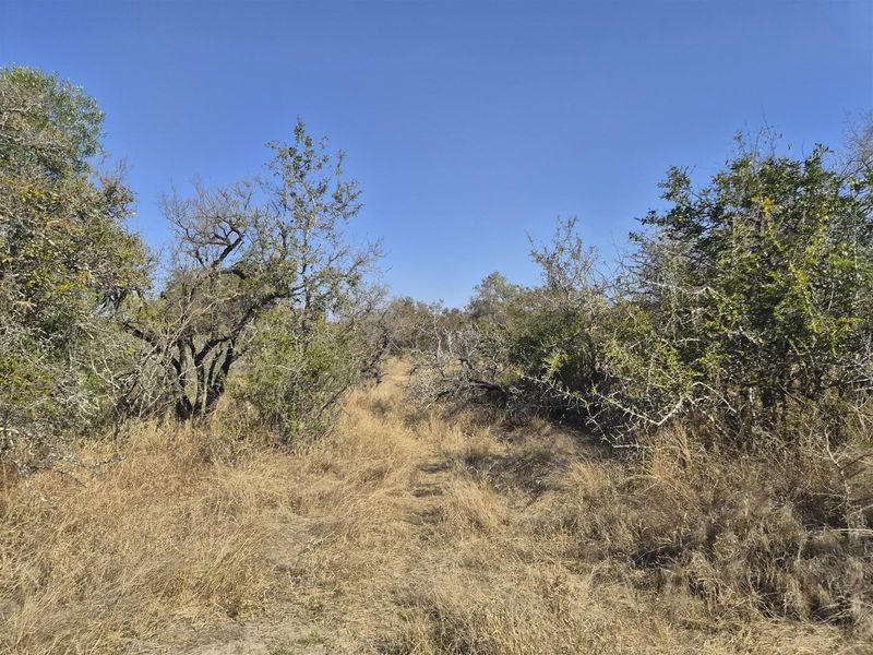 A view of the natural, undeveloped residential land featuring native trees and dry grass, suitable for future development.