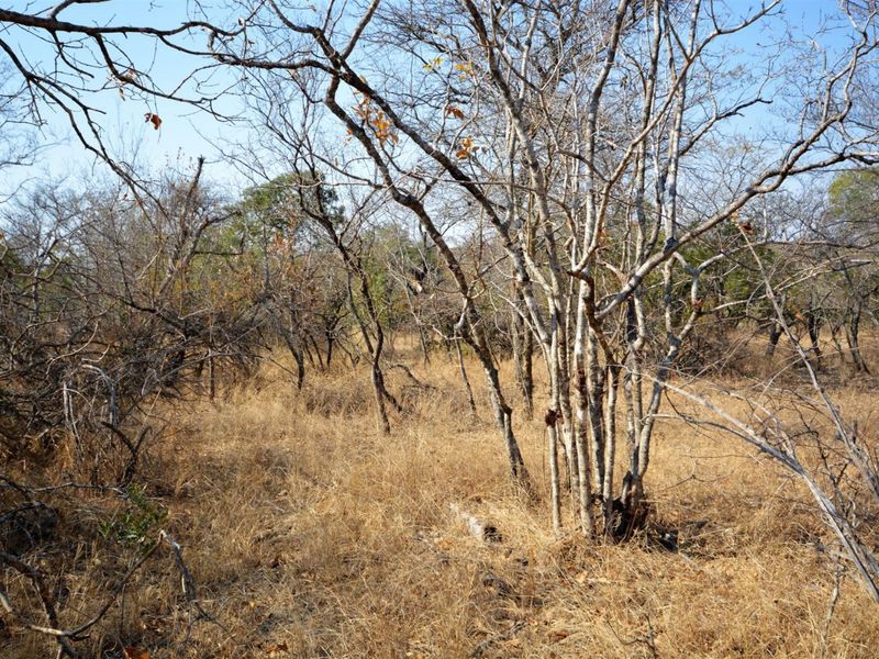Vacant Land in MODITLO NATURE RESERVE - Photo 7