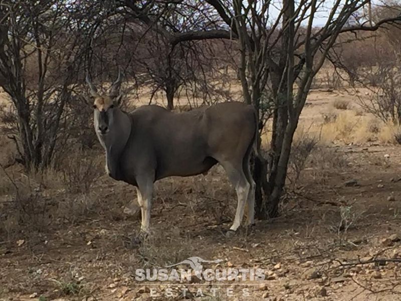 Beautiful Smallholding in Osona near Okahandja - Photo 5