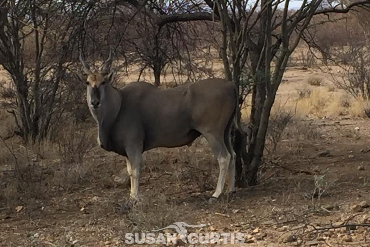Beautiful Smallholding in Osona near Okahandja - Photo 5