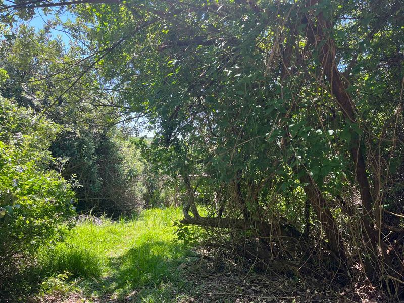 A view of a densely overgrown residential plot featuring mature trees and thick vegetation, requiring clearing for development.