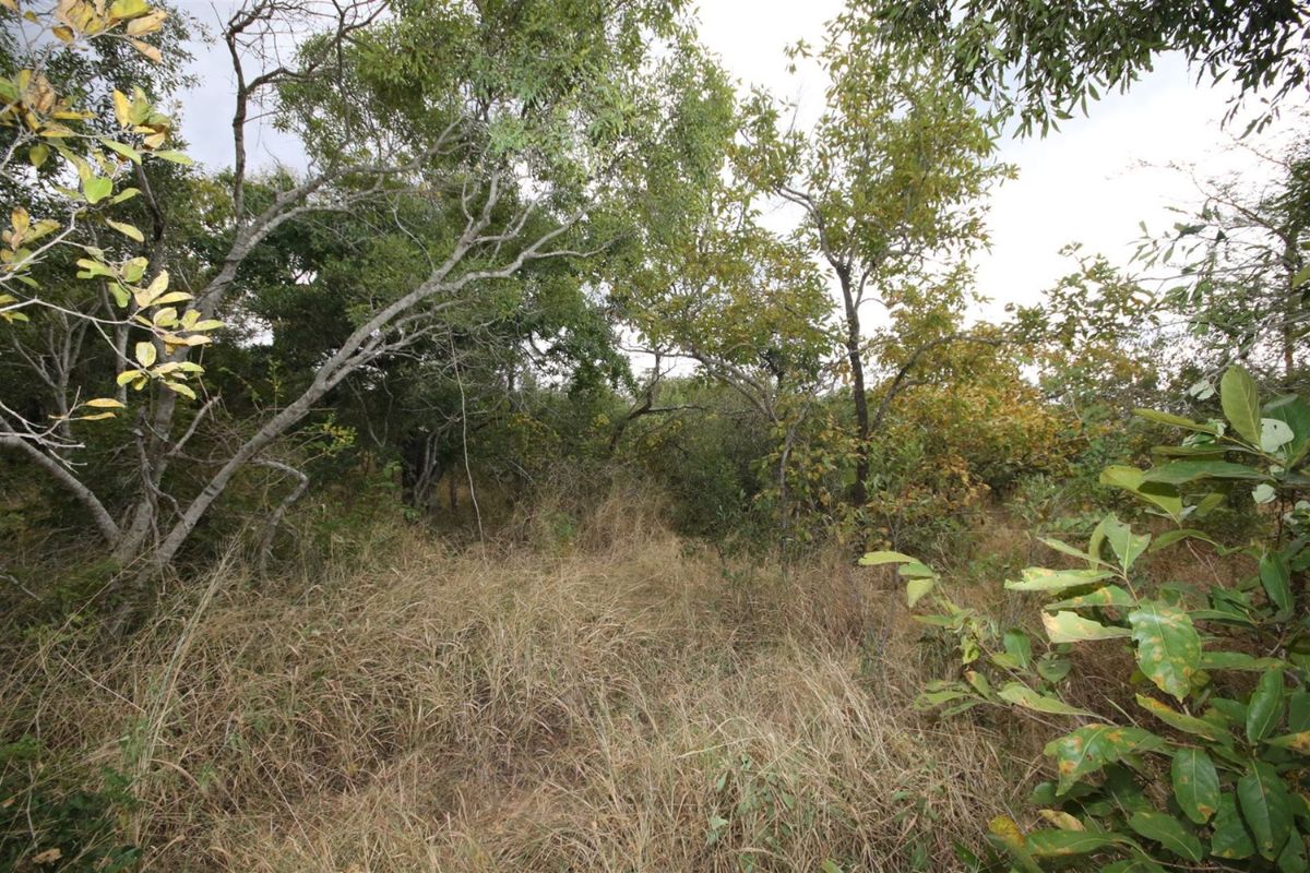 Vacant Land in MODITLO NATURE RESERVE - Photo 5