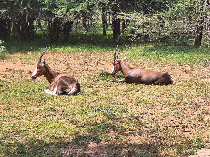 Embrace Peace & Convenience in Idyllic Leeupoort Stand - Photo 3