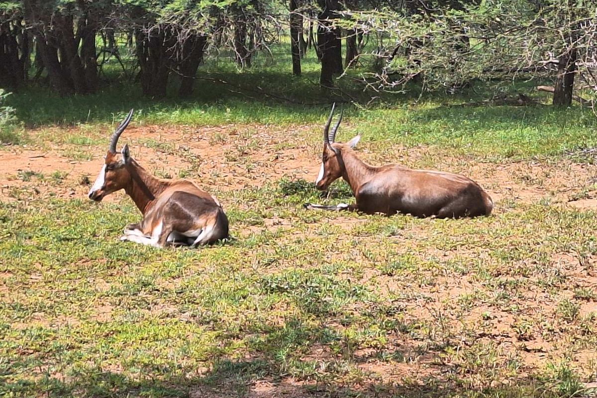Embrace Peace & Convenience in Idyllic Leeupoort Stand - Photo 3