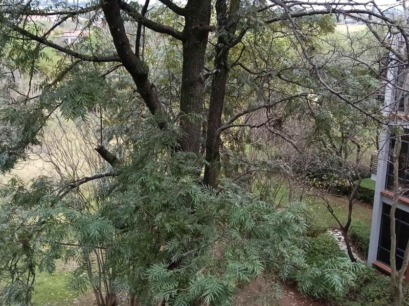 A view from an elevated position overlooking mature trees and the exterior brick facade of the apartment building.