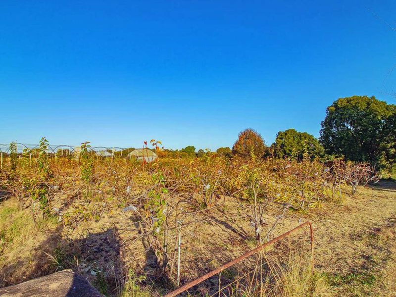 Charming Retired Farm in Doornpoort – A Unique Opportunity - Photo 6