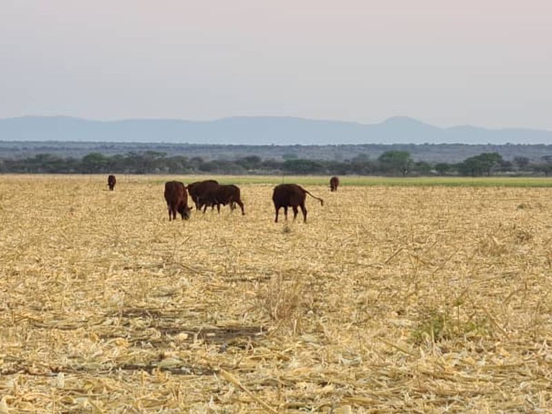 Expansive agricultural farmland view featuring open grazing fields with distant mountain horizons.