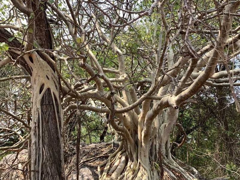 VACANT LAND FOR SALE IN ELEPHANT ROCK ECO ESTATE - Photo 9