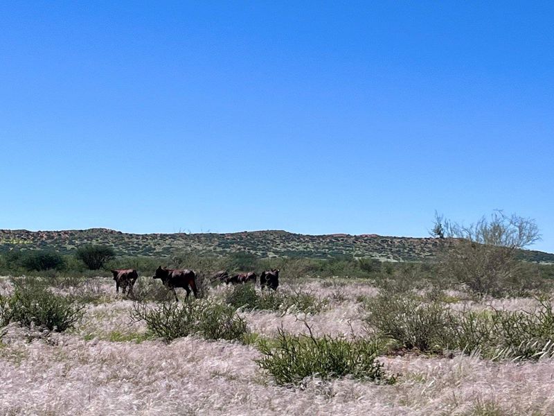 Farm close to Aroab - Photo 5