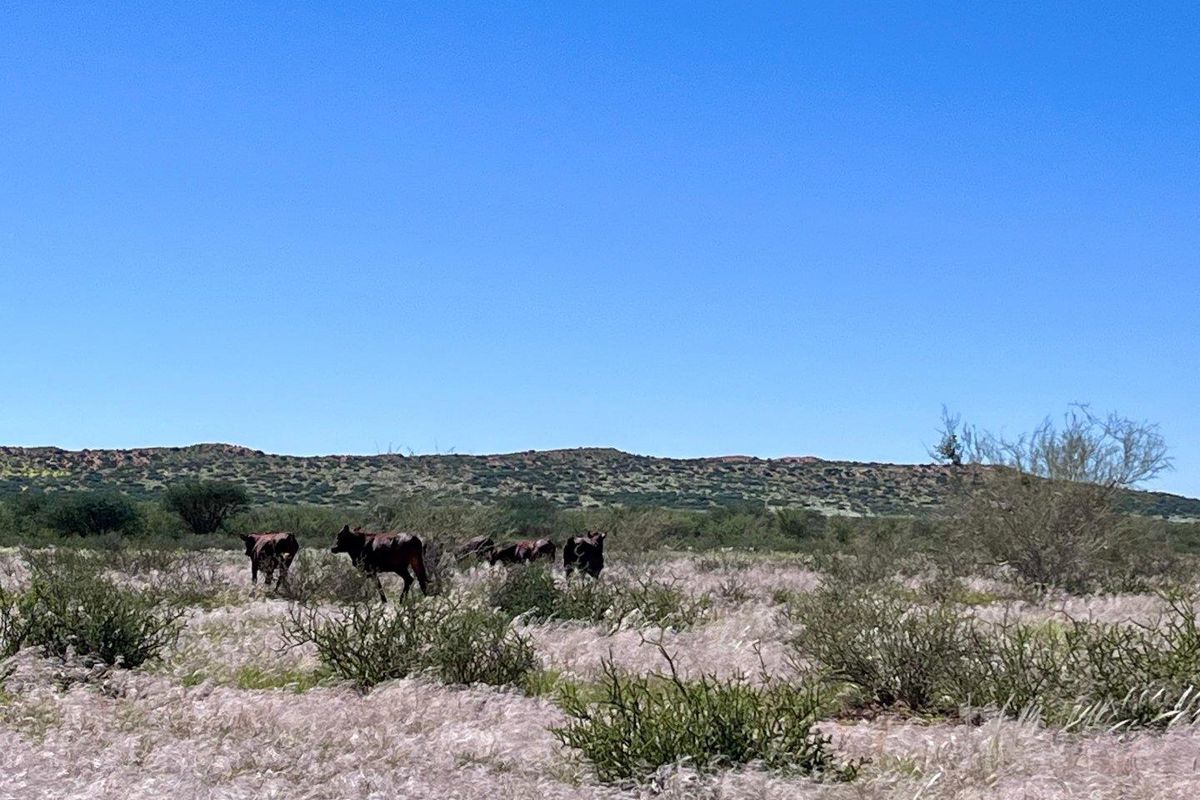 Farm close to Aroab - Photo 5