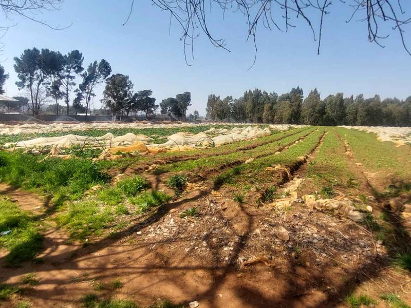 Prime 17.8 Hectare Vegetable Farm for Sale in Eikenhof Johannesburg - Photo 7
