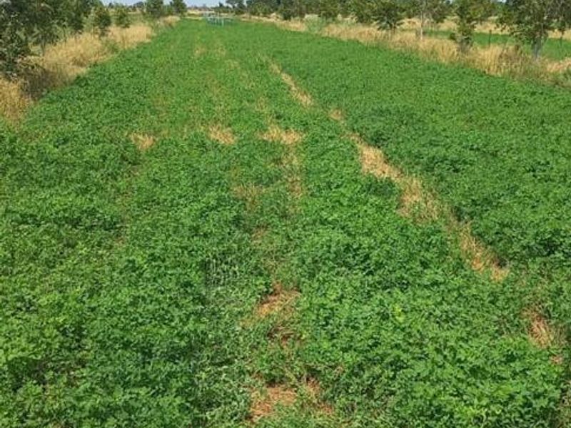 A view of a cultivated agricultural field with established crop rows and surrounding orchard trees on a farm property.