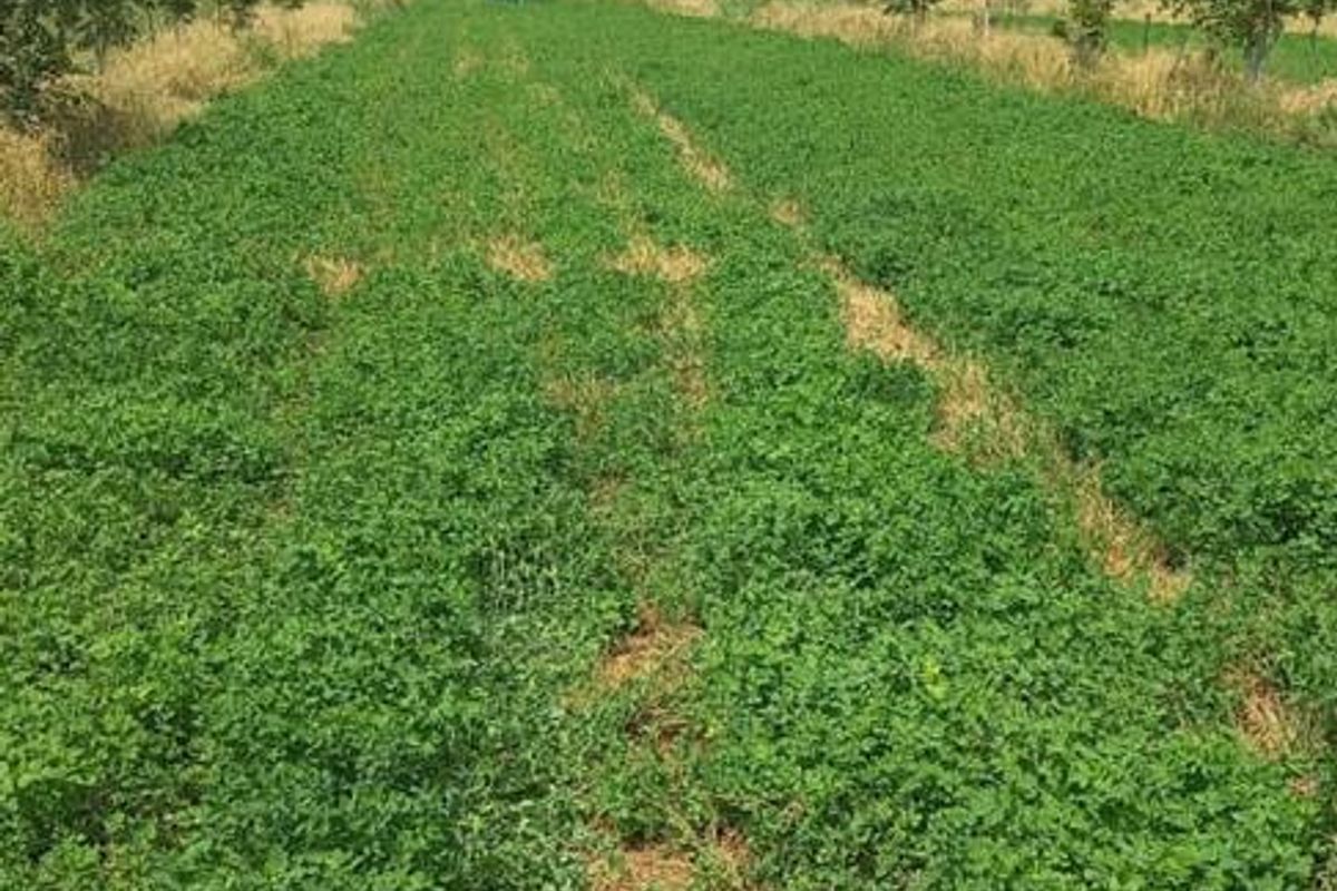 A view of a cultivated agricultural field with established crop rows and surrounding orchard trees on a farm property.