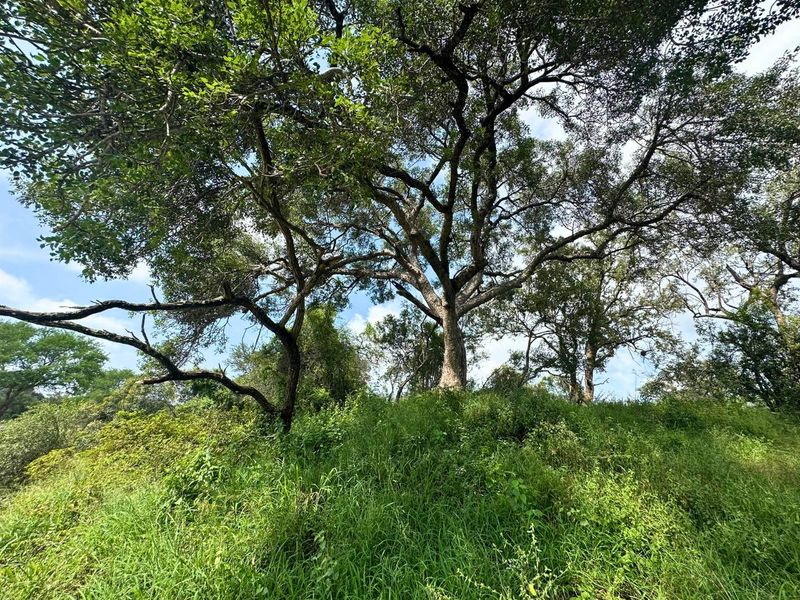 12,000 m2 Riverfront Stand in Moditlo Wildlife Estate - Photo 9