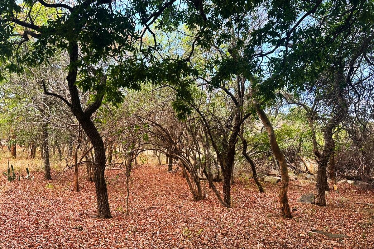 Vacant Stand for Sale in Kampersrus - Photo 4