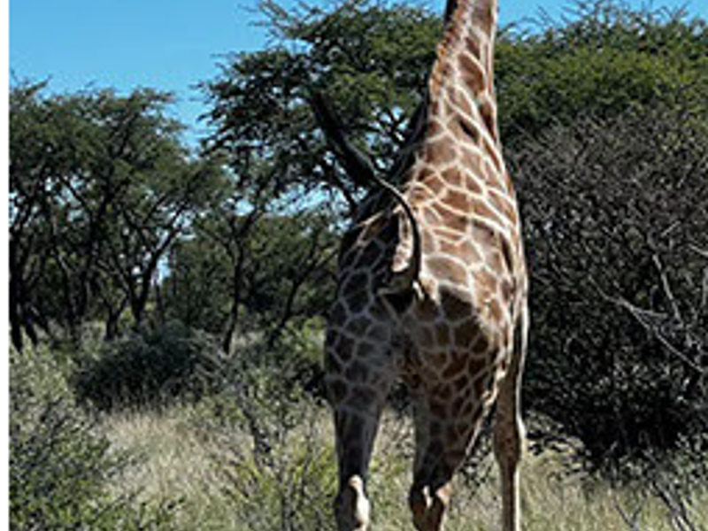 Beautiful Namibian Lodge with loads to offer - Photo 4