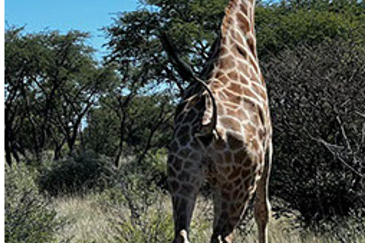 Beautiful Namibian Lodge with loads to offer - Photo 4