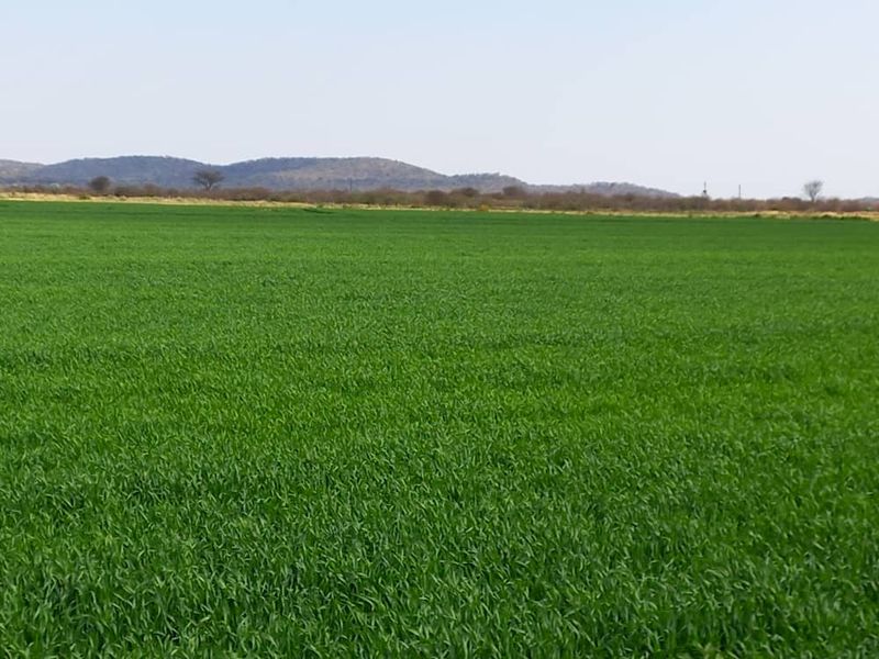 Irrigation Small Holding For Sale in Tsumeb Area - Photo 2