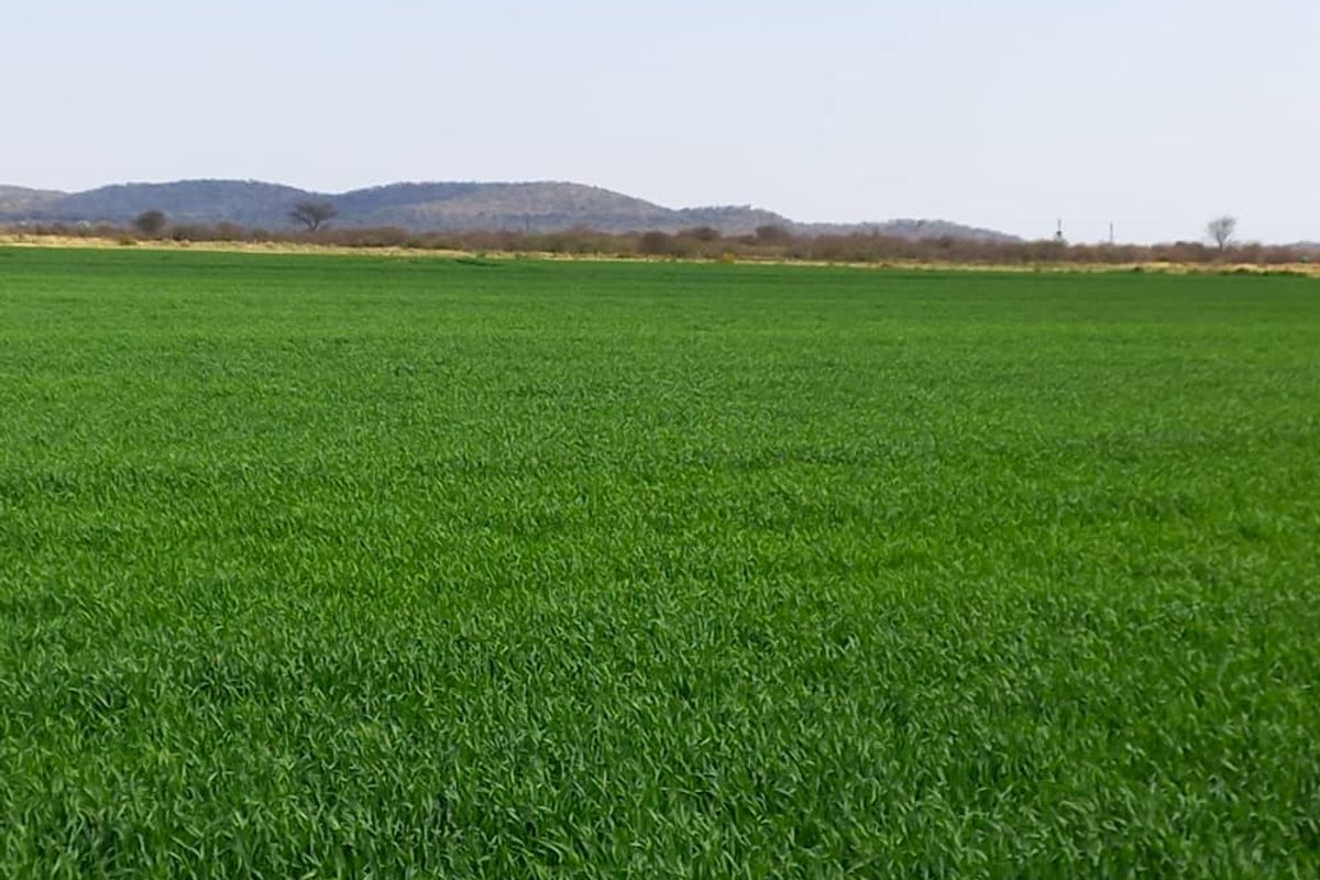 Irrigation Small Holding For Sale in Tsumeb Area - Photo 2