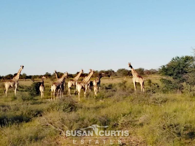 Guest / Game Farm near Gobabis - Photo 10
