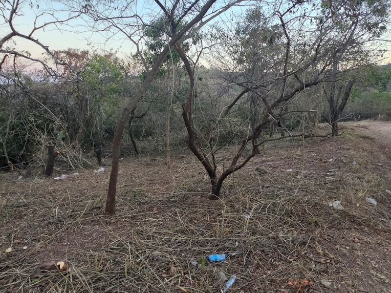 A view of a vacant residential plot featuring native trees and shrubs adjacent to an unpaved dirt road.