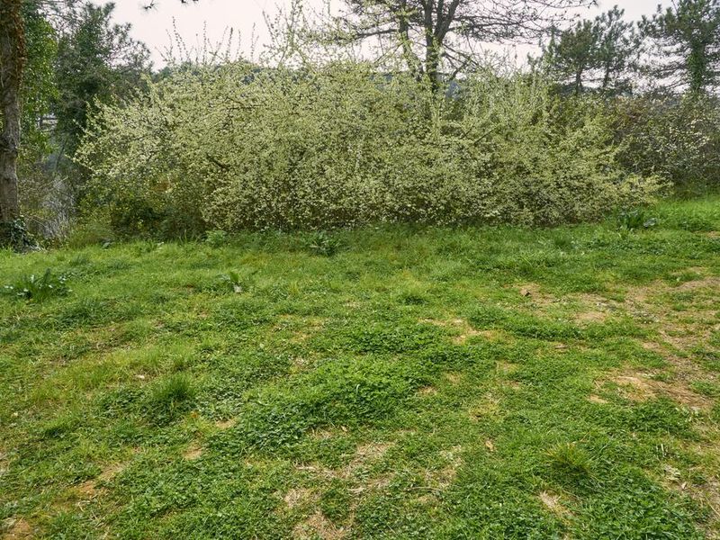 A view of a natural, undeveloped residential plot featuring established trees and grassy terrain.