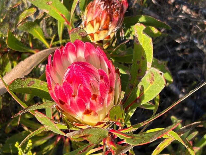 EXCEPTIONAL BEAUTIFUL VERSITILE FARM TO DEVELOP. TOURIST ATTRACTION - Photo 10