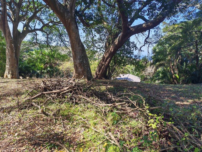 A sloped residential plot featuring mature trees and natural vegetation, requiring clearing and landscaping to prepare for development.