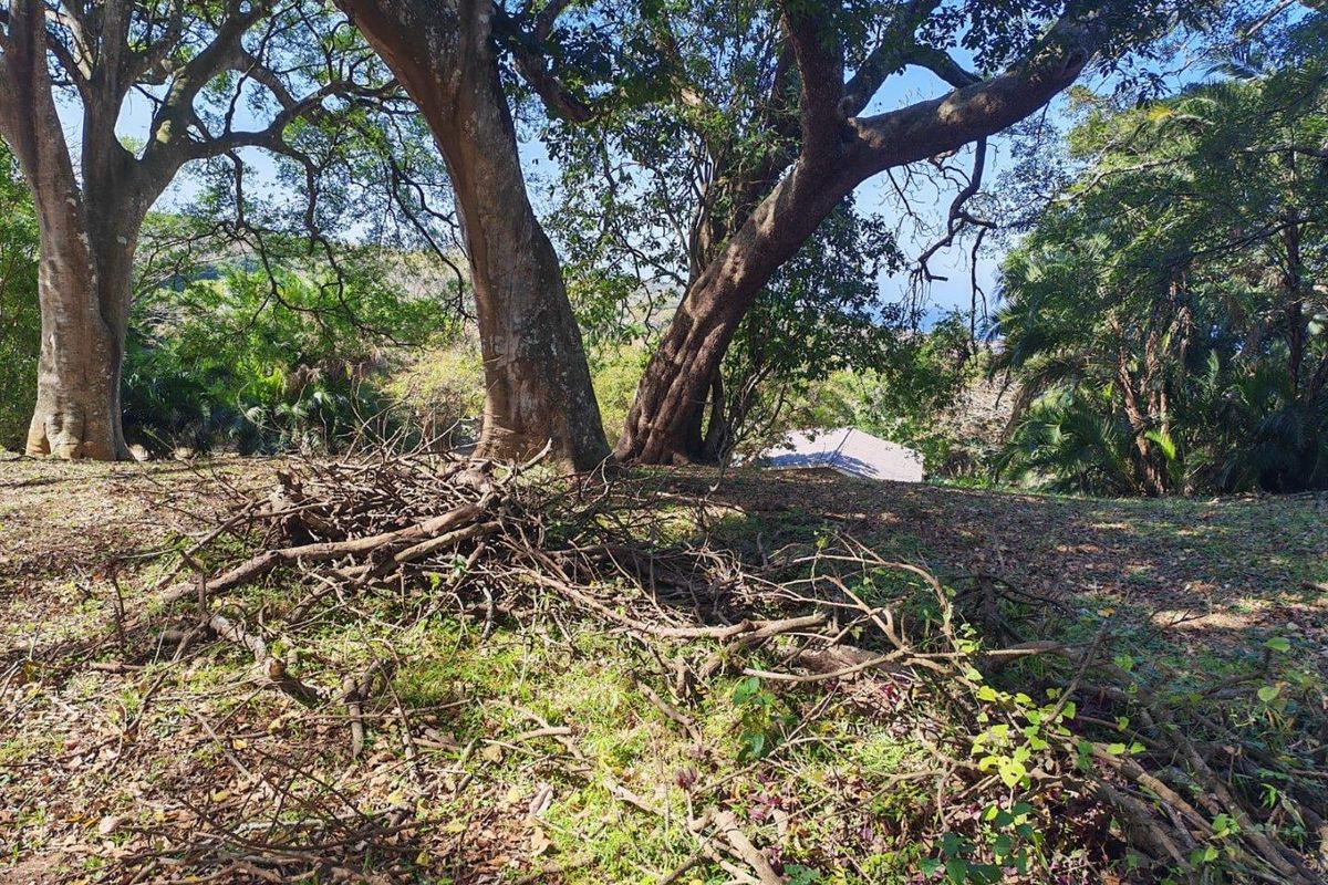 A sloped residential plot featuring mature trees and natural vegetation, requiring clearing and landscaping to prepare for development.