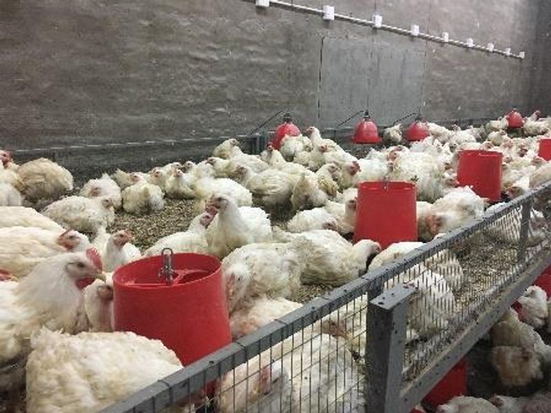 PLOT AND POULTRY BUSINESS FOR SALE – OKAHANDJA - Photo 8