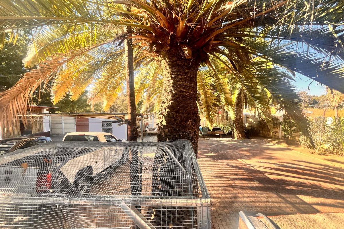 A paved outdoor area featuring a large mature palm tree, boundary walling, and a carport structure.