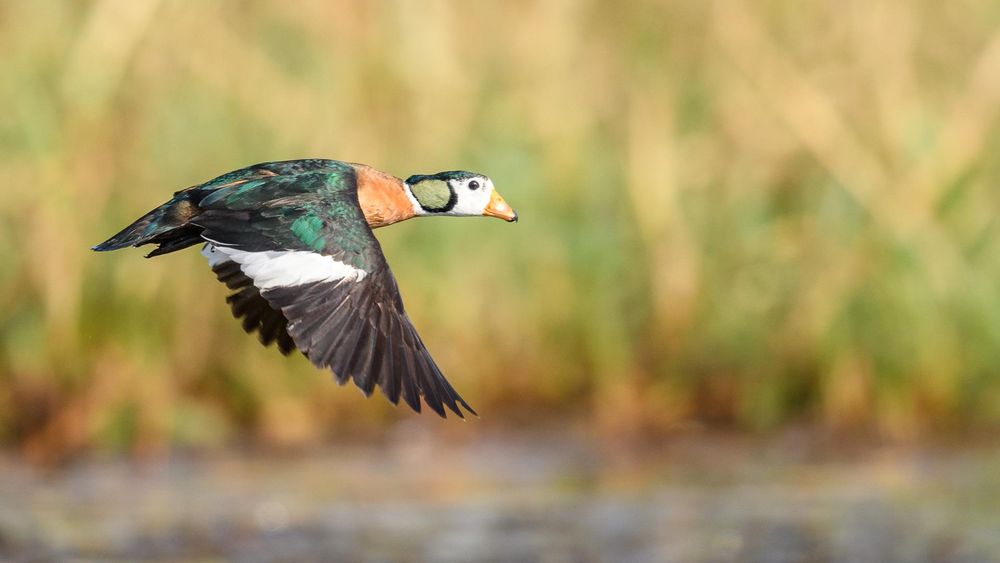 African Pygmy Goose on Lake