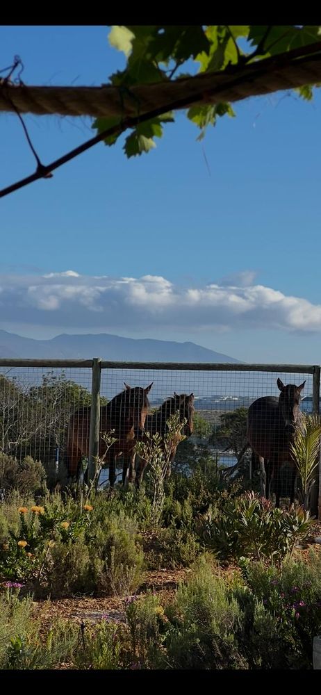 Wild horses are frequent visitors in the area