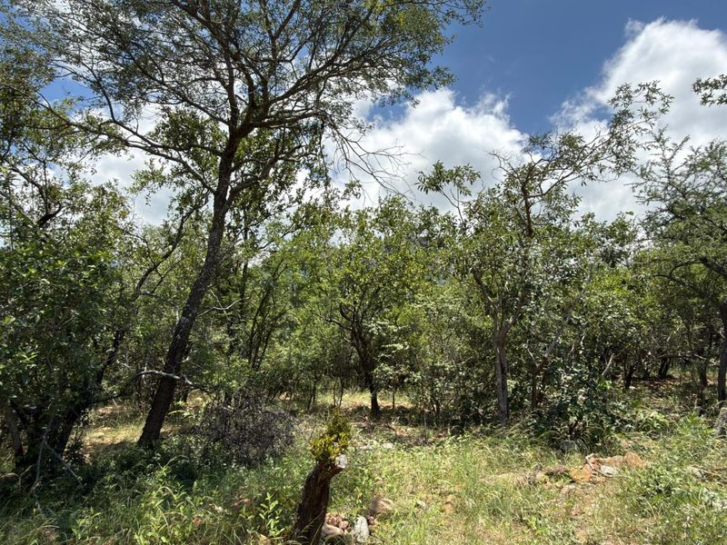 Nature Lovers Piece of Paradise!! - Photo 8