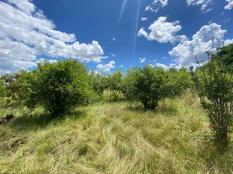260 hectare agricultural plot, ideal for Centre pivot, feedlot or crop production - Photo 8