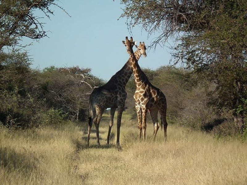 A scenic view of the natural landscape featuring indigenous trees and wildlife, showcasing the expansive and tranquil environment of the farm property.