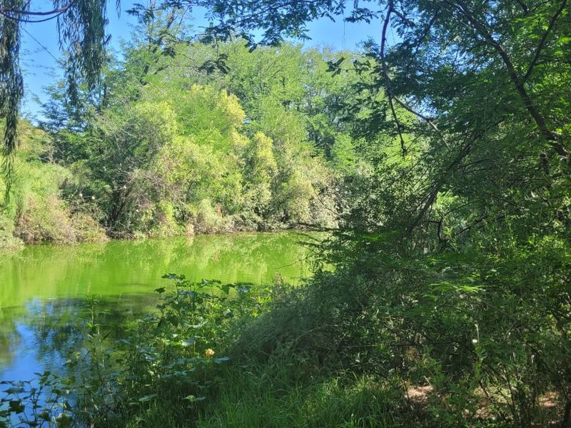 THREE HOUSES. ON BANKS OF RENOSTER RIVER. EXCEPTIONAL  MULTI-PURPOSE SMALL HOLDING. - Photo 5