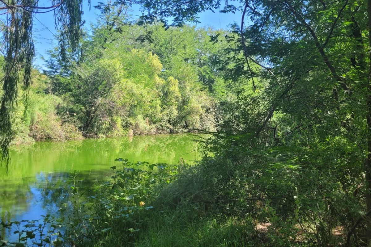 THREE HOUSES. ON BANKS OF RENOSTER RIVER. EXCEPTIONAL  MULTI-PURPOSE SMALL HOLDING. - Photo 5