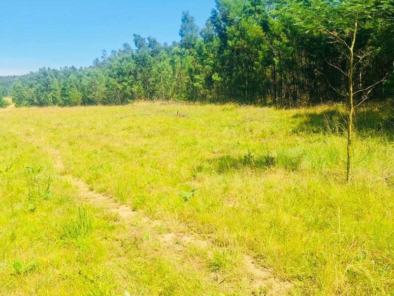 farm for sale in Vryheid area - Photo 4