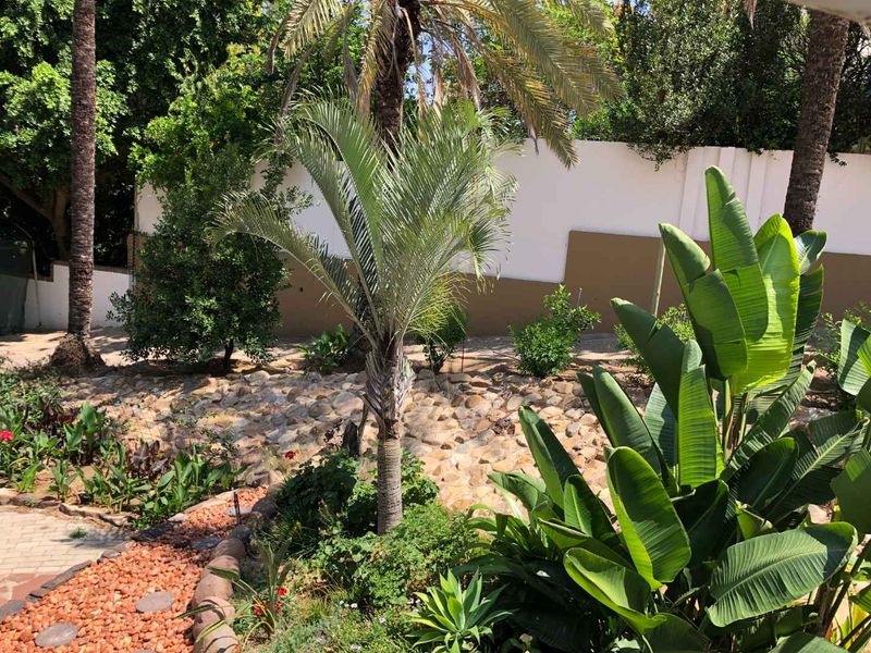 A well-maintained garden area featuring established palm trees, lush tropical plants, stone landscaping, and a solid boundary wall.