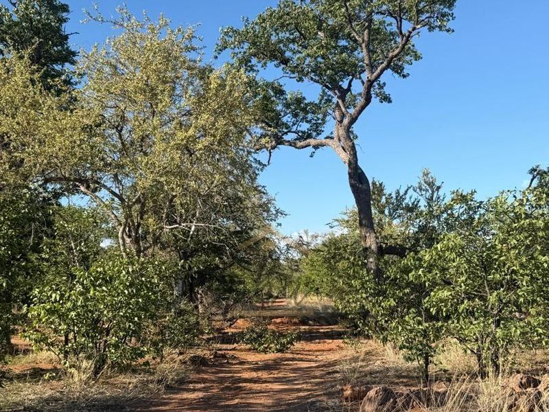 A natural farm landscape featuring a dirt track winding through established native trees and indigenous vegetation under a clear blue sky.