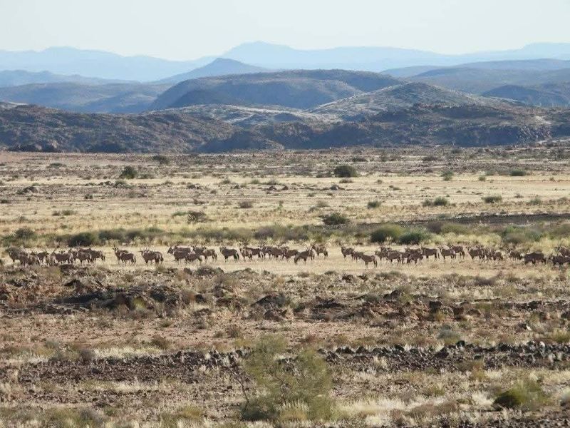 Spacious game farm in the far South of Namibia – perfectly located 266km from Keetmanshoop in the direction of Noordoewer, and only 20km from the main road. - Photo 7