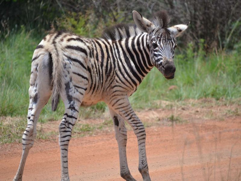 Stand for Sale in Ditholo Game Estate - Photo 9