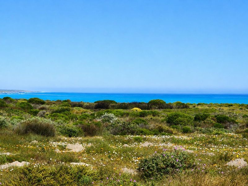 A scenic view of the coastal landscape featuring native vegetation and a clear blue ocean horizon.