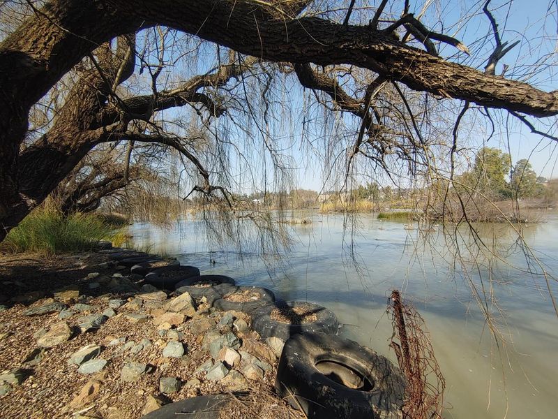 A view of the river frontage featuring mature willow trees and an embankment reinforced with discarded tires and debris.