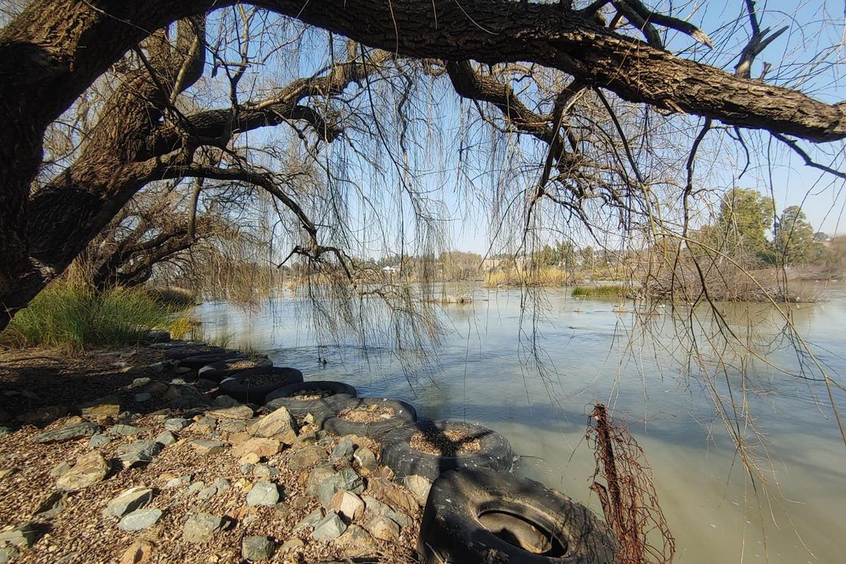 A view of the river frontage featuring mature willow trees and an embankment reinforced with discarded tires and debris.
