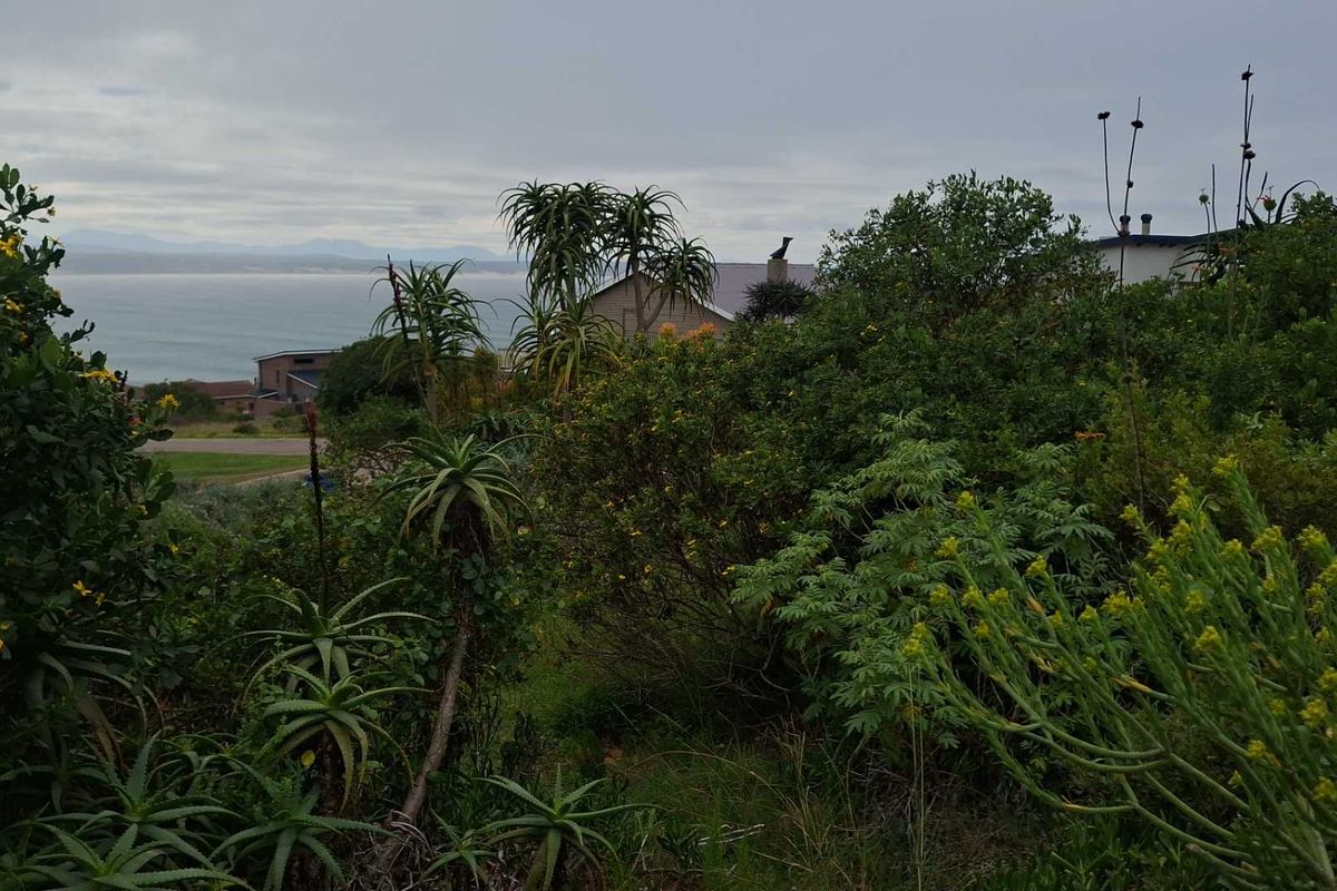 A scenic view overlooking the coastline, featuring established indigenous vegetation and a glimpse of the ocean in the distance.