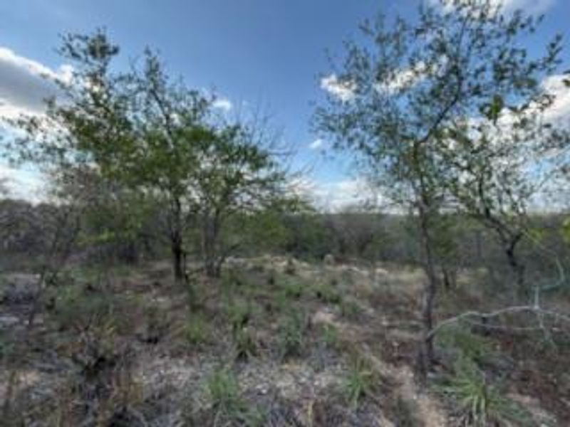 A view of the natural, undeveloped landscape featuring native trees and vegetation on the residential property.