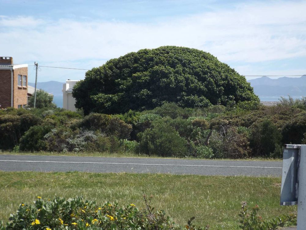 Same as previous photo; now zoomed in a bit.